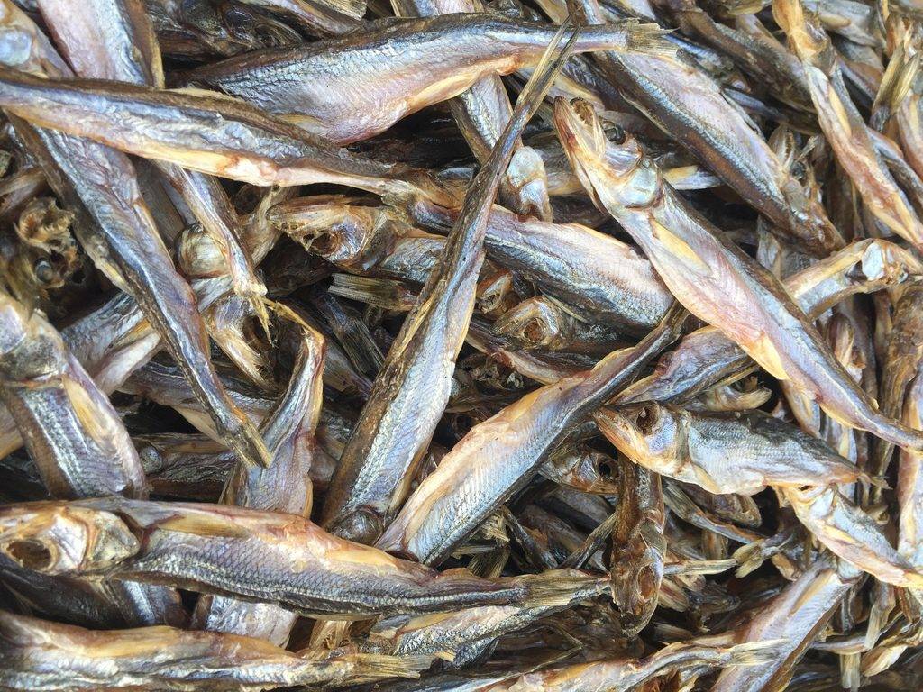 Рыба снеток – подробное описание,разновидности, особенности питания и жизненного цикла