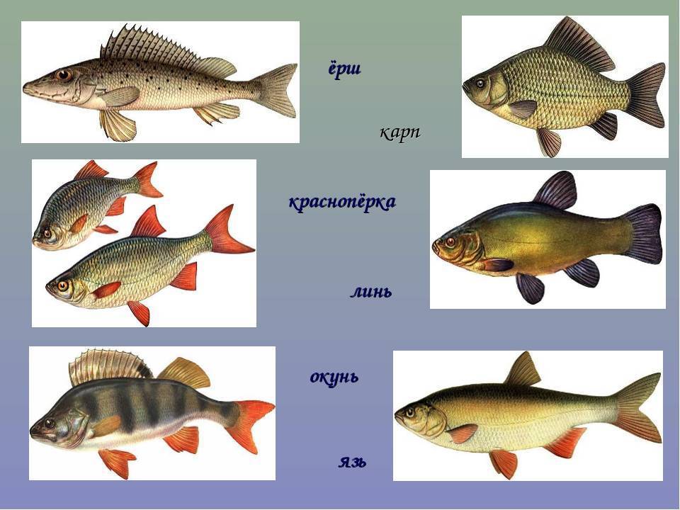 Картинка речные рыбы для детей