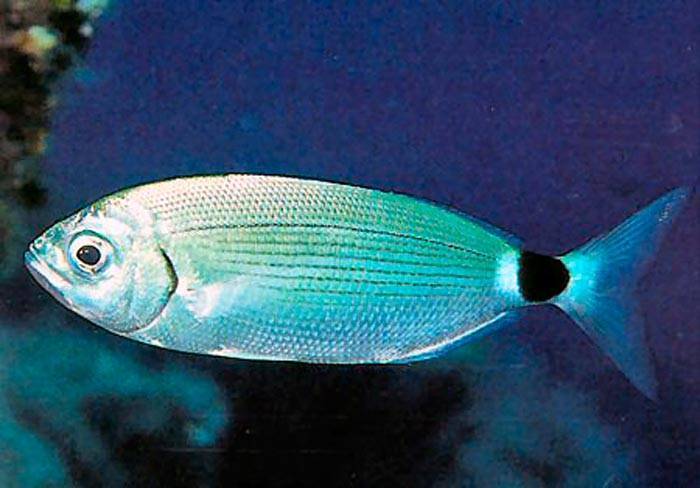 Лакедра желтохвостая — что за рыба, описание, фото, виды, где водится