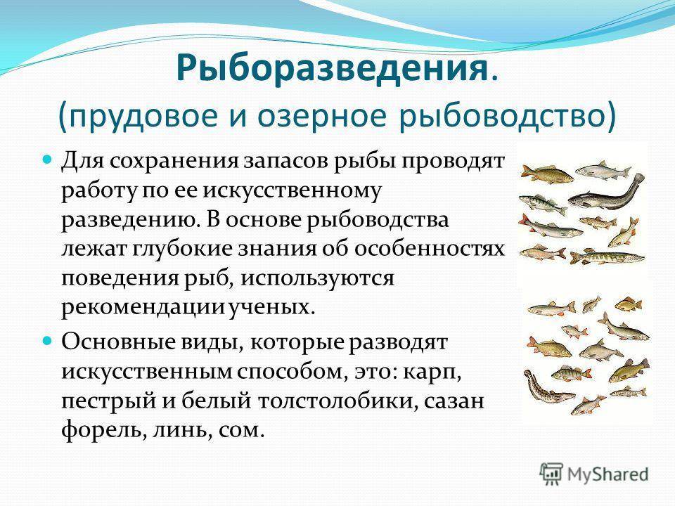 Сколько секунд длится память у рыб: мифы о домашних рыбках