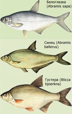 ???? рыба сопа или белоглазка: подробное описание, способы ловли, фото