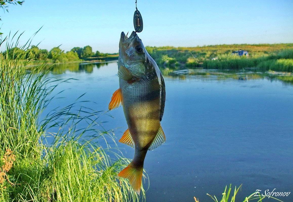 Рыбалка в ульяновской области | видео ловли на прудах и реках летом и зимой