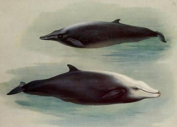Клюворылы: места обитания, виды, описание загадочных китов