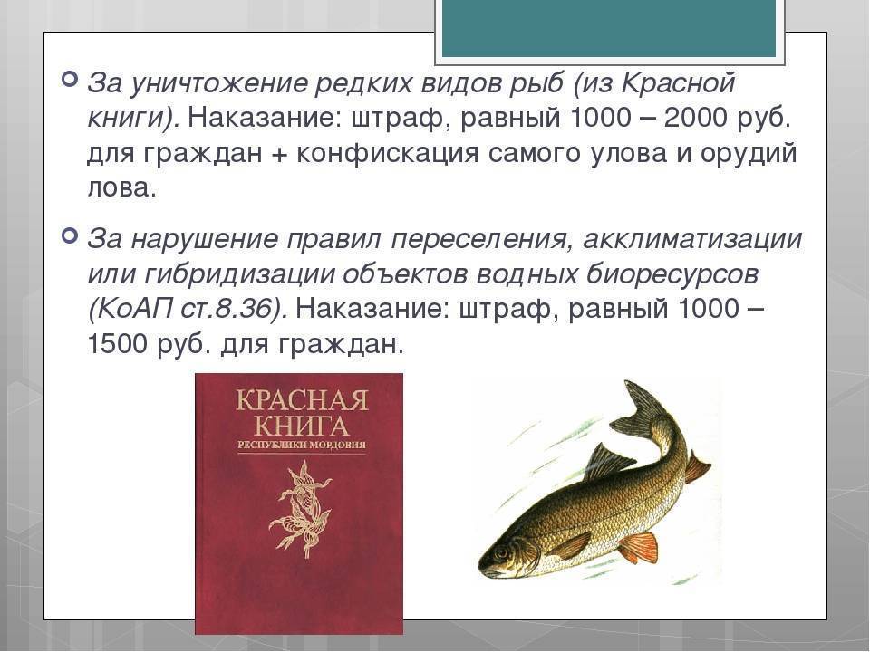 Рыба шамайка (шемая): видовые особенности, места обитания, питание