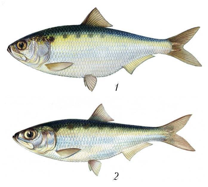 ???? рыба пузанок: описание вида, рецепт засолки, польза и вред
