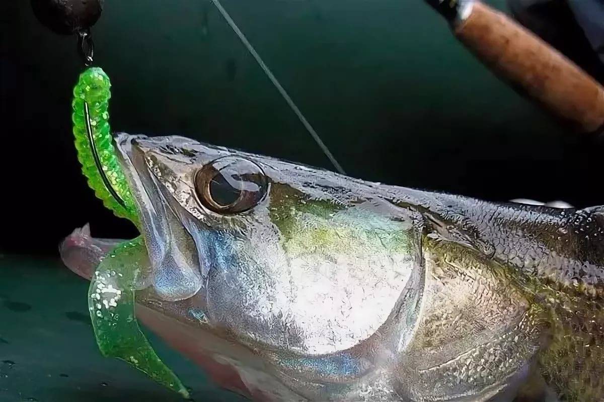 Как ловить судака? видео | топ-3 лучших способа