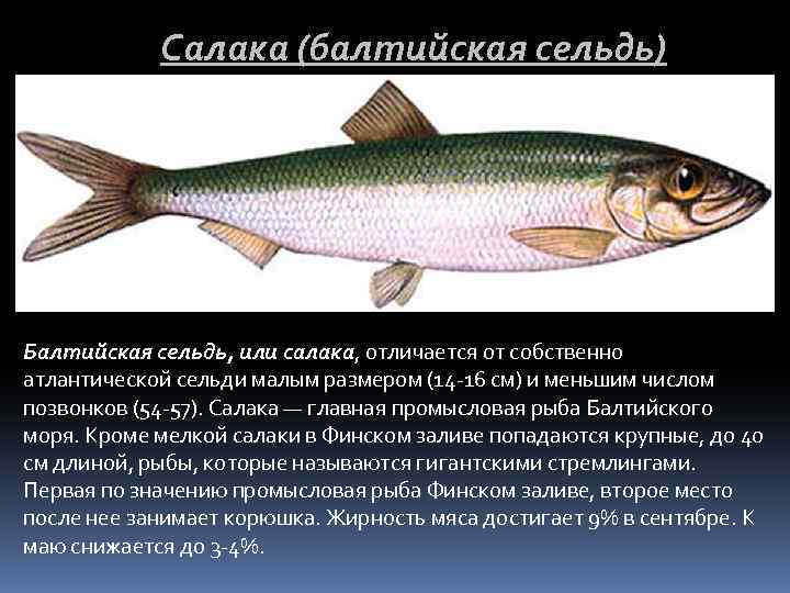 Рыба салака: описание вида, польза, как выбрать и приготовить