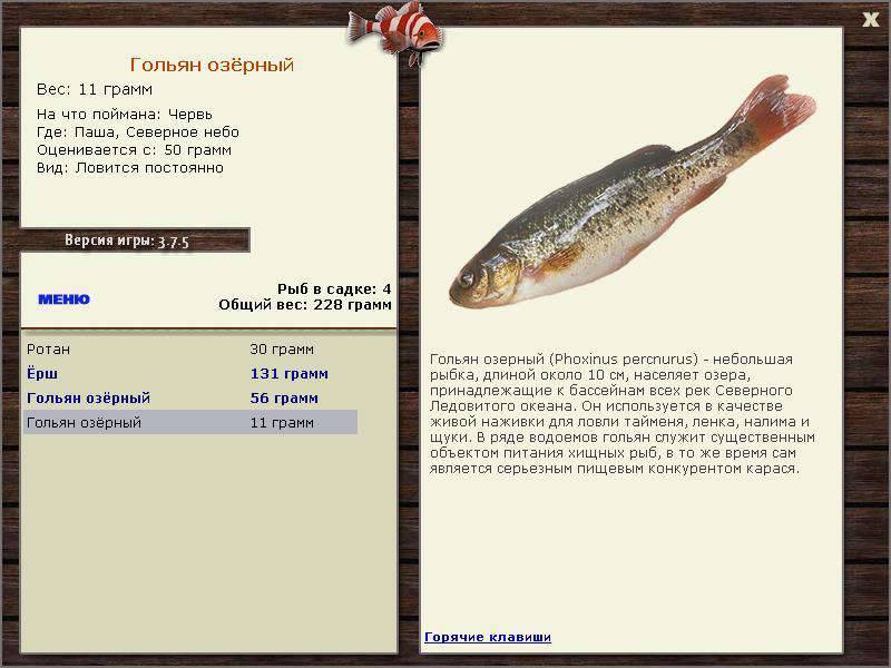 Гольян обыкновенный - читайте на сatcher.fish