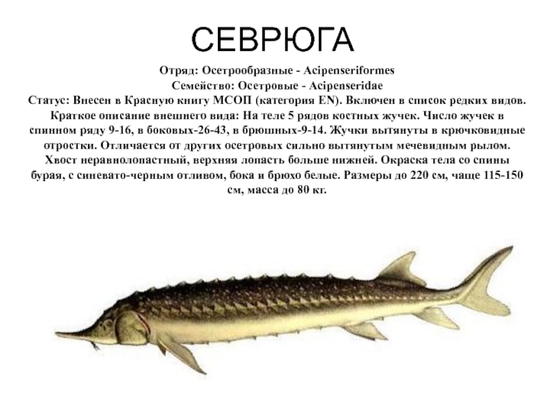 Стерлядь рыба: где водится в россии, чем питается, как выглядит