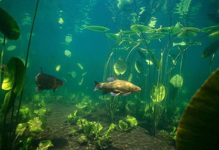 Водоросли в реке под водой