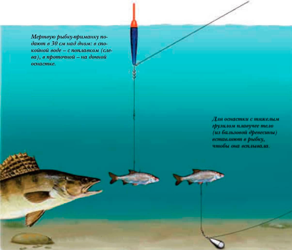 Ловля судака на нарезку из рыбы: советы бывалым