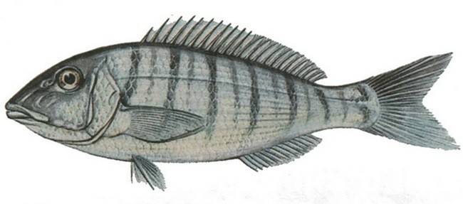 Камбала — разновидности рыбы, снасти, приманки и особенности лова камбалы (110 фото)