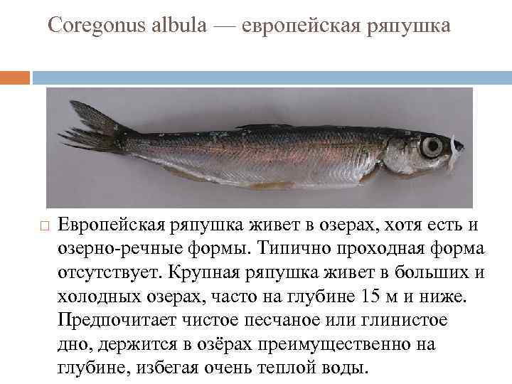 Ряпушка: фото и описание, ареал распространения, питание, повадки и враги