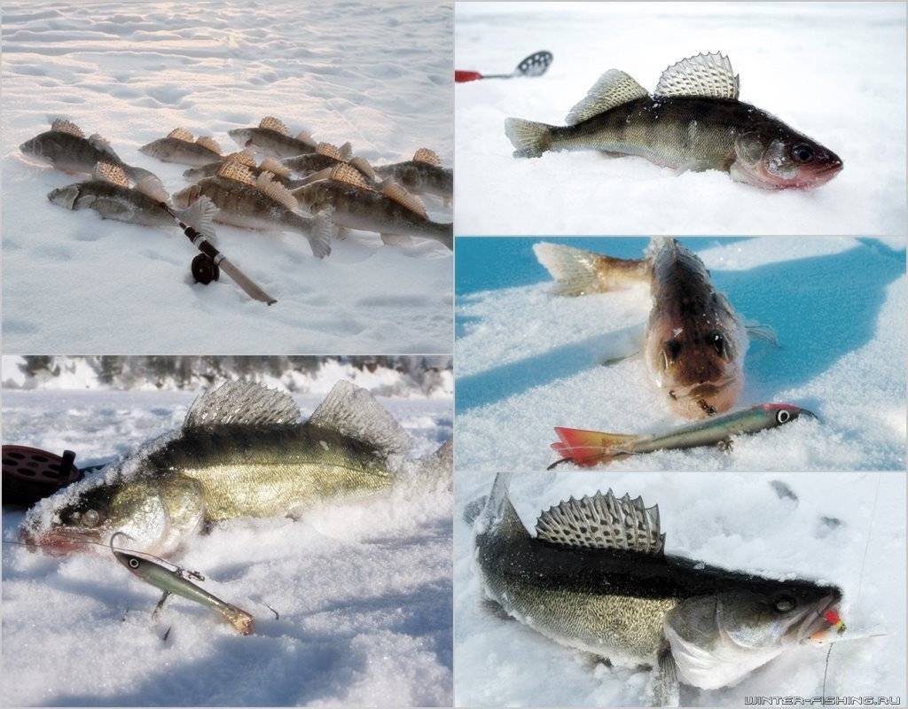 Ловля судака на балансир: особенности рыбалки зимой и летом, рейтинг лучших балансиров