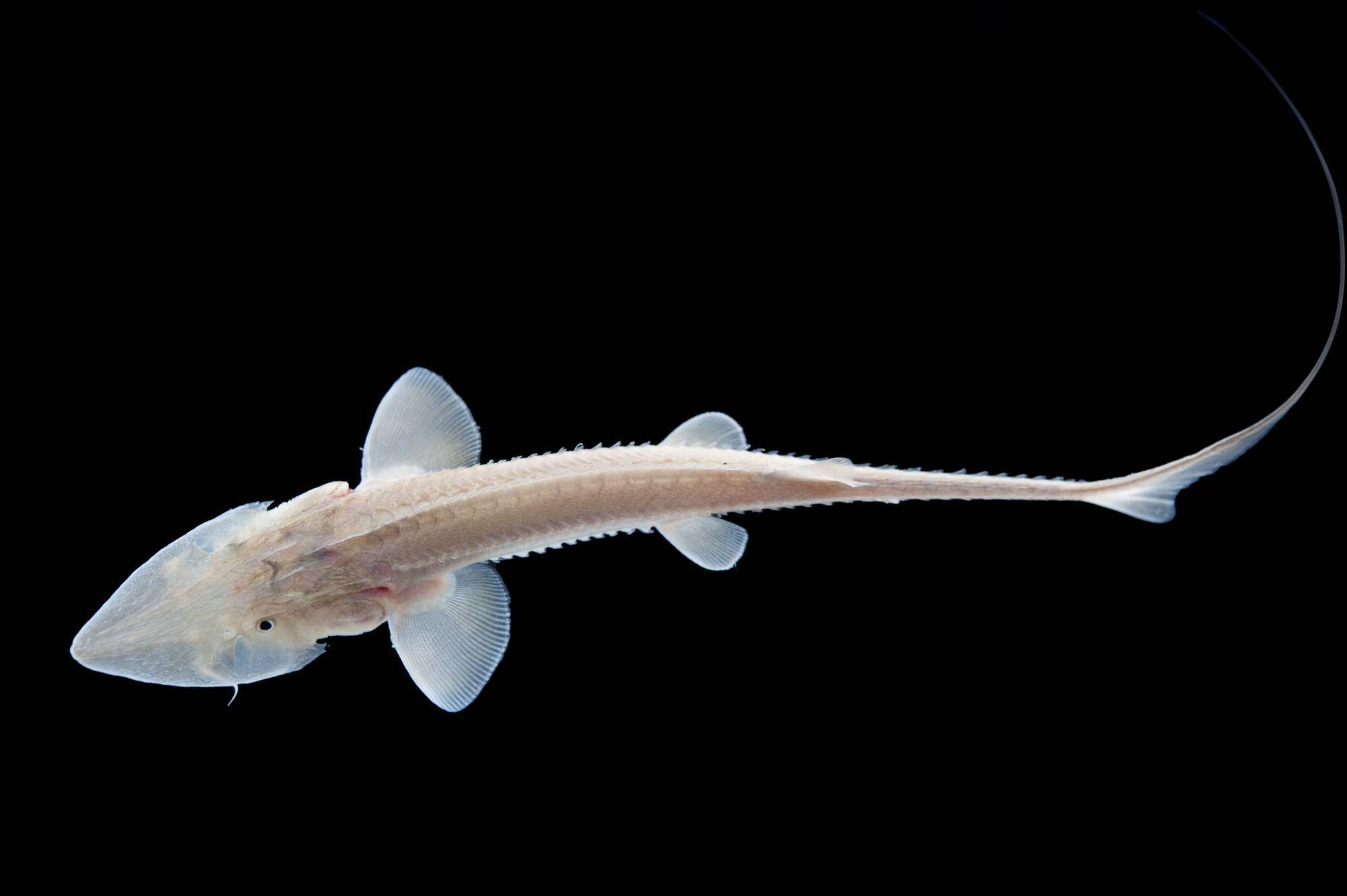 Рыба «Лопатонос белый» фото и описание