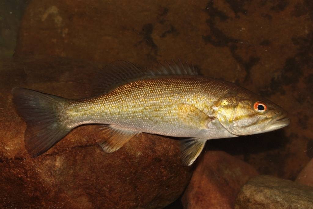 Рыба красноглазка: фото, где водится, описание, среда обитания