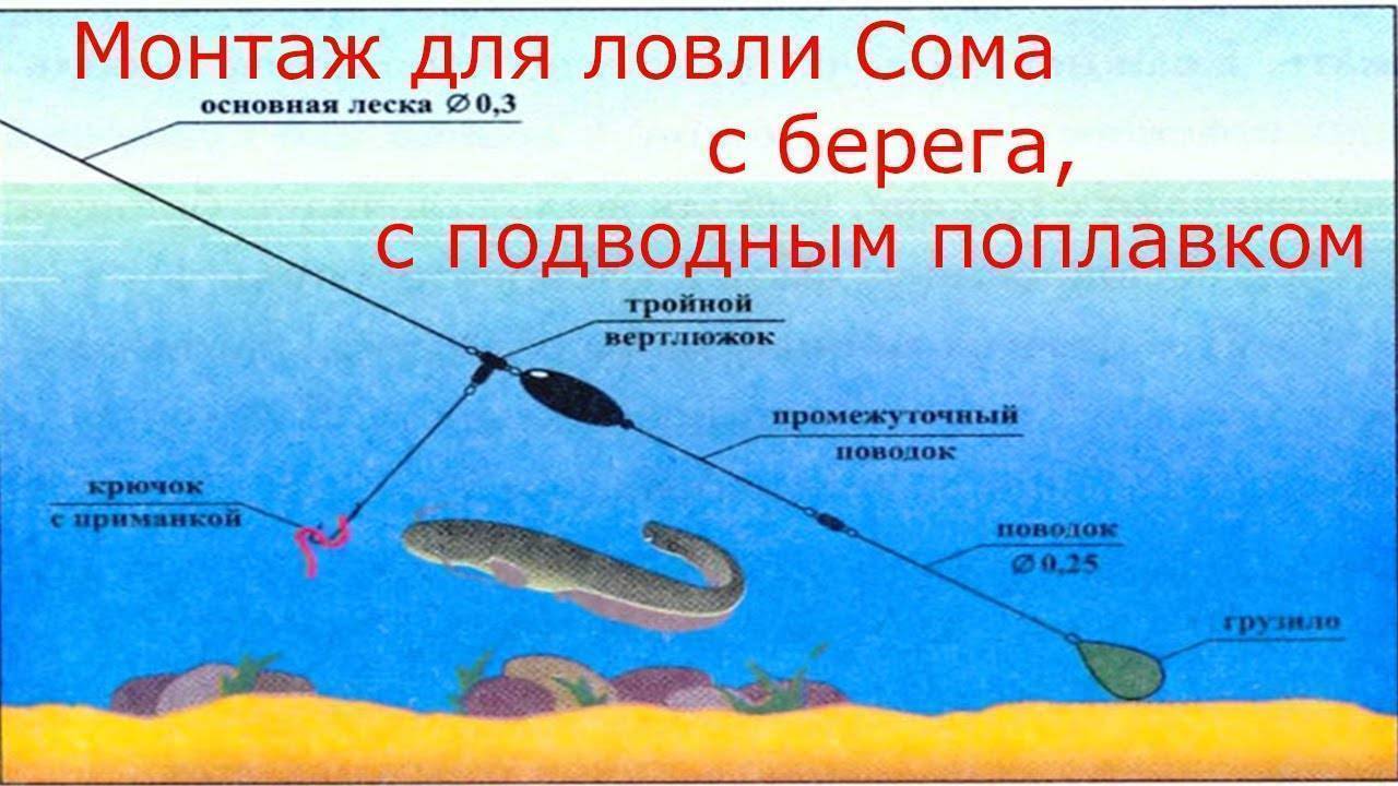 Рыба сом: способы ловли сома с берега и на донку