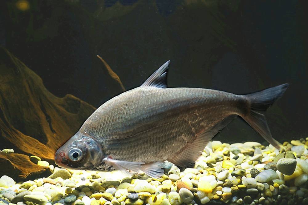Белоглазка, или сопа: фото рыбы