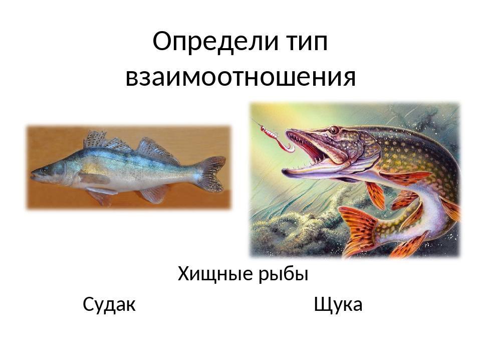 Виды рыбалки