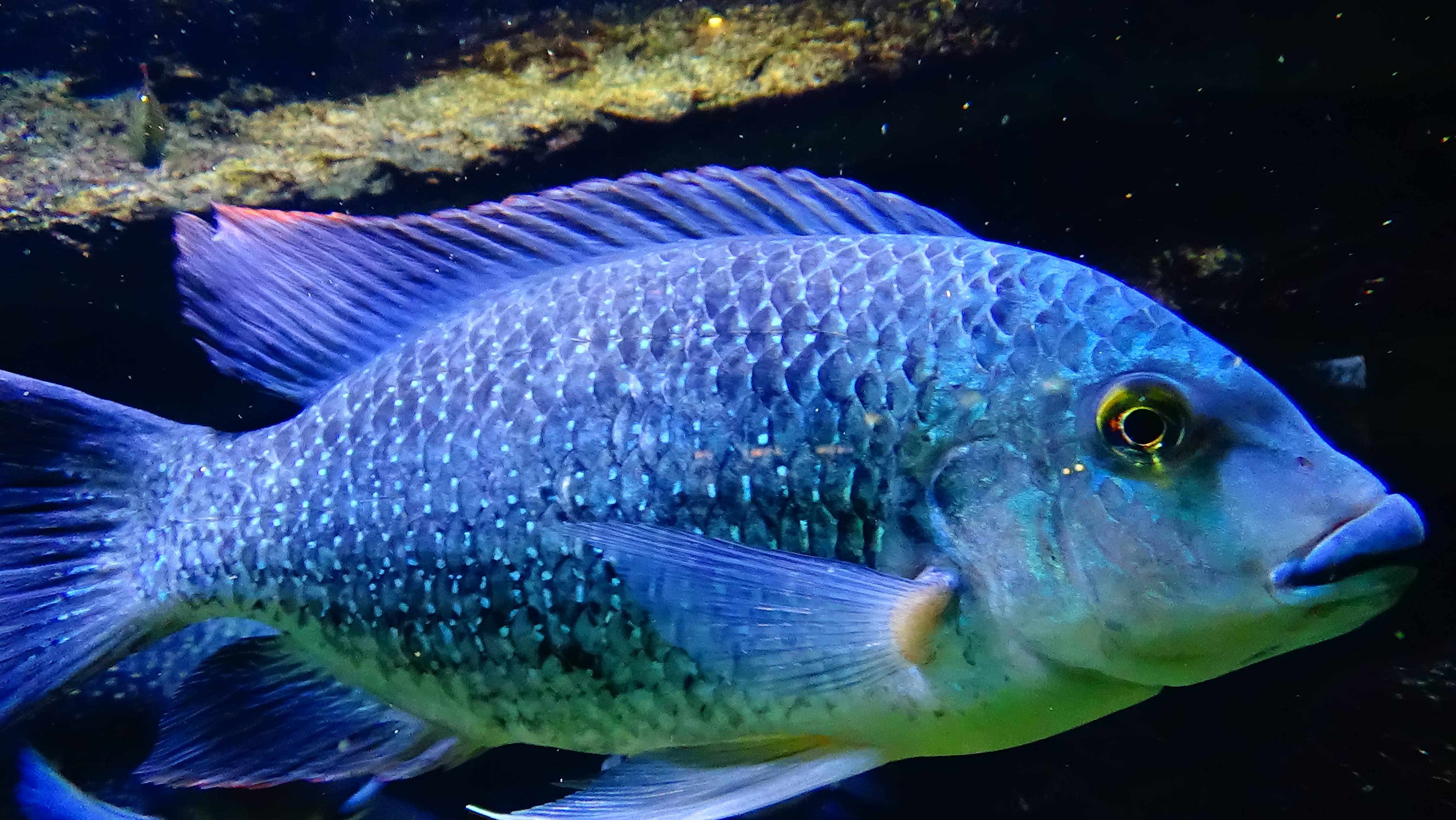 Чем полезна и вредна рыба тилапия для организма человека