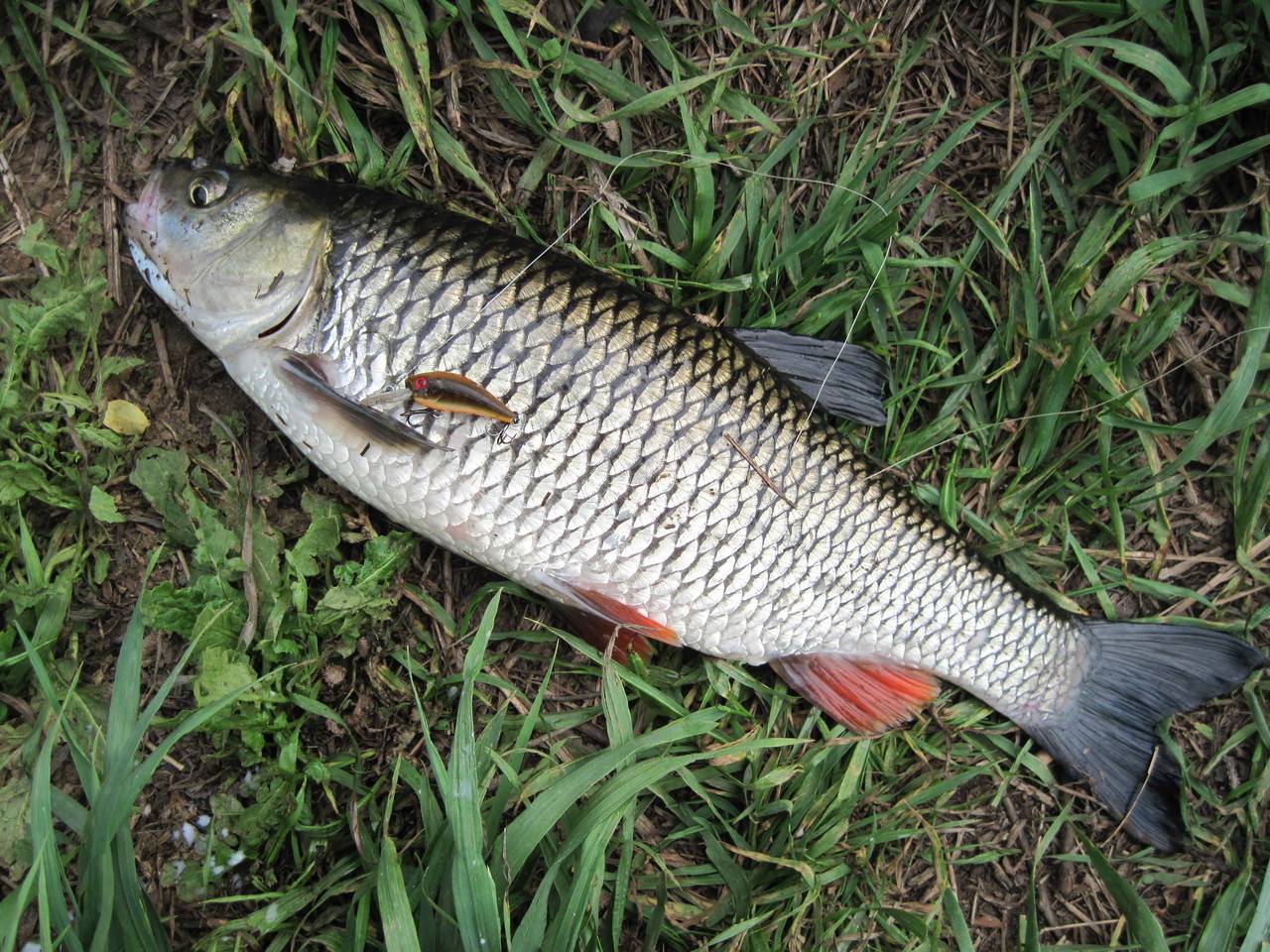 Голавль: описание, образ жизни рыбы, места обитания (речной, озерный)