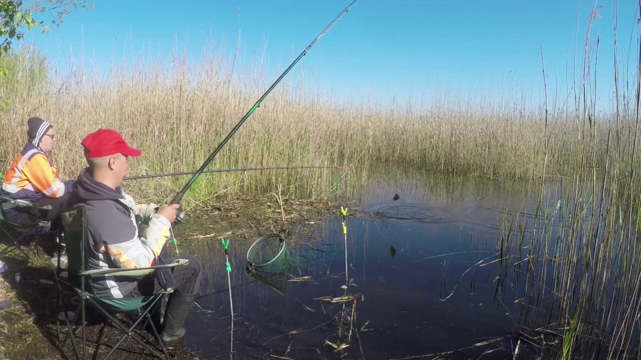 Ловля карася в мае: рыбалка на поплавочную удочку и фидер (видео)
