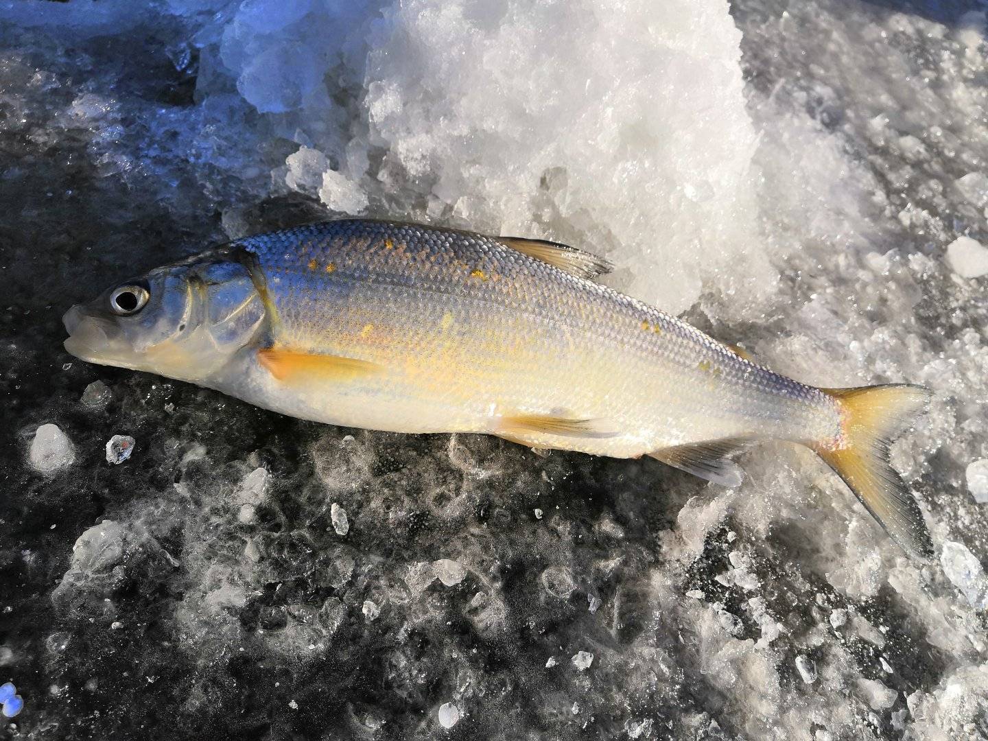 Сиг: польза и вред, фото и описание рыбы, калорийность, как приготовить