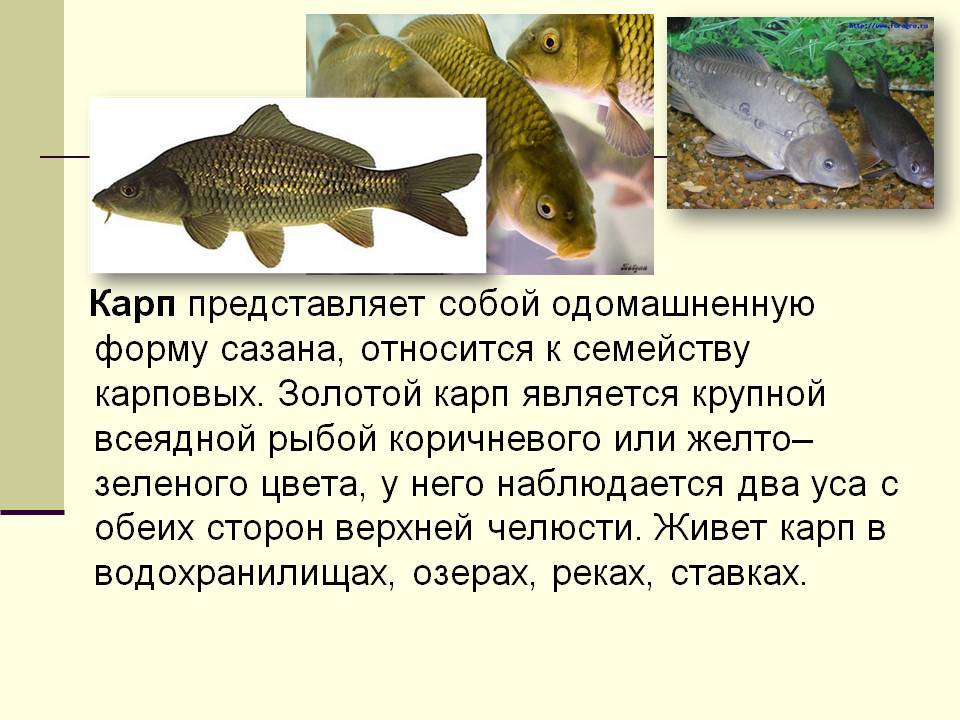 Карп???? польза и вред, 16 свойств для организма, классические рецепты