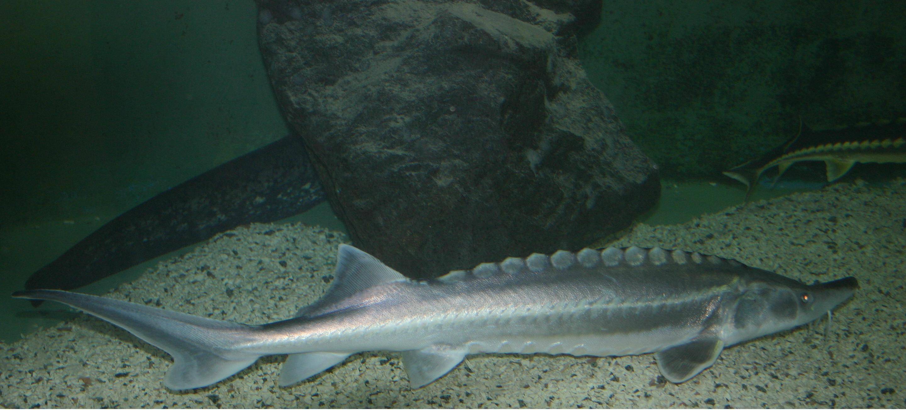 Рыба белуга: самая крупная представительница, азовский вид и вес белуги