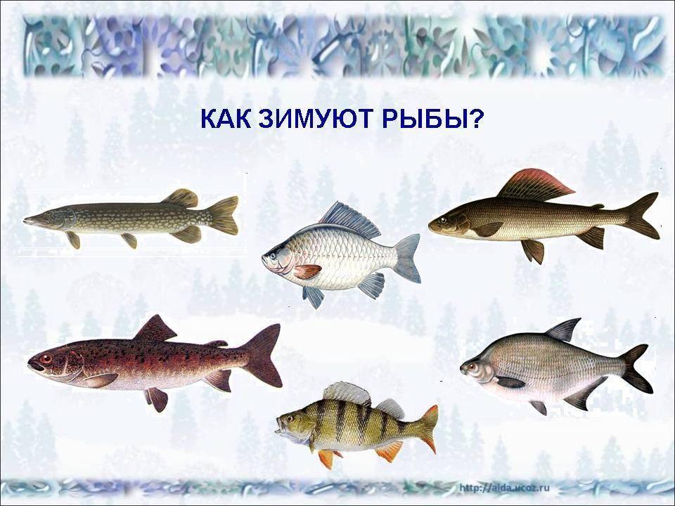 Поведение рыбы зимой с приходом зимы в жизни рыбы происходит много изменений, и основной из них – это изменение пищевых пристрастий. большинство рыб, которых можно поймать зимой, мечут икру весной, по