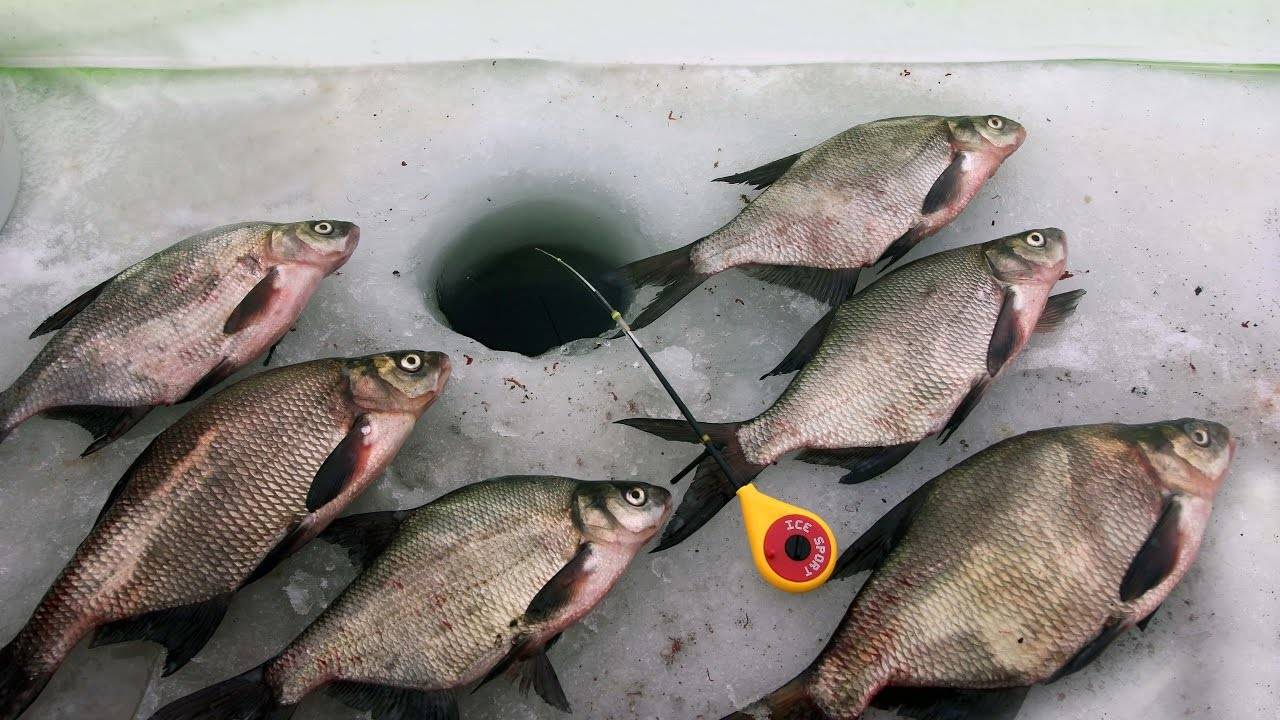 Секреты ловли леща для начинающих рыболовов — прикормки, насадки, снасти, выбор места