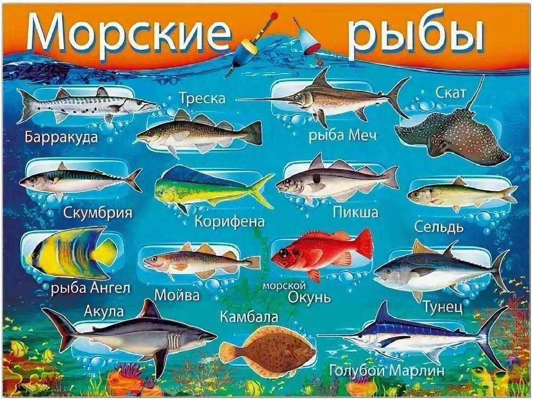 Описание рыб черного моря с фотографиями: съедобные и ядовитые