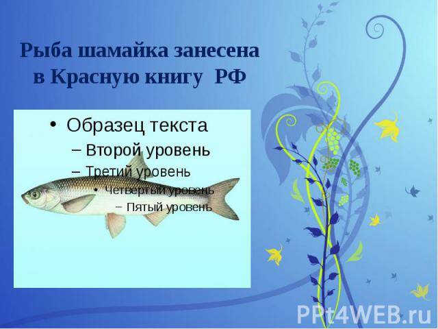 Ловля шамайки (шемаи) | рыболовные секреты