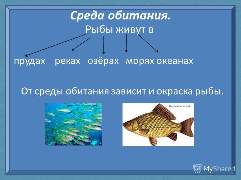 Ерш рыба. образ жизни и среда обитания рыбы ёрш