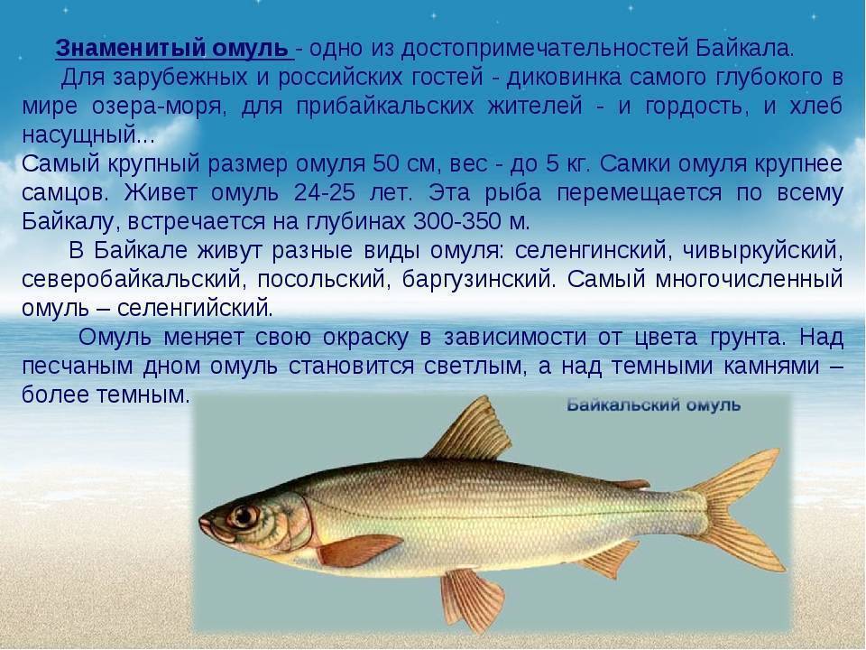 Омуль: где водится эта рыба в россии, как выглядит, фото, особенности нереста