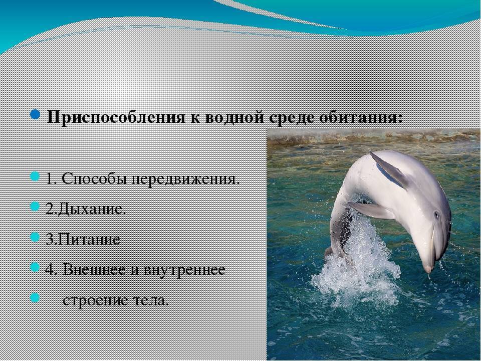 Черты приспособленности к среде обитания наземно водная. Приспособление к среде обитания дельфина. Приспособление к жизни в водной среде. Черты приспособленности дельфина. Приспособления дельфина к водной среде обитания.