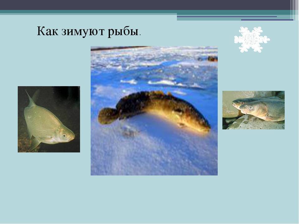 Презентация. как зимуют рыбы?