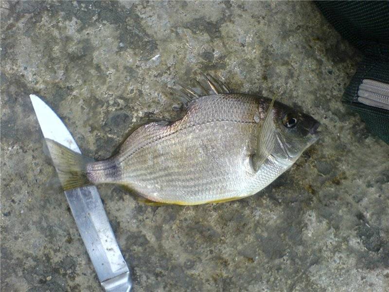 Живородящие аквариумные рыбки: список с фото и описанием - ribulki.ru