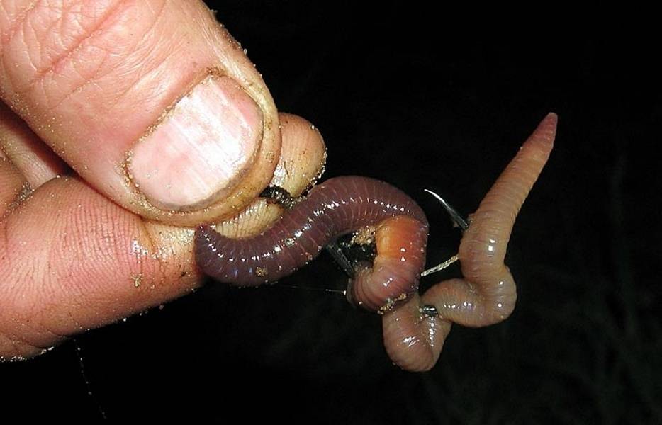 Навозный червь: тонкости выбора наживки и советы по применению червей в качестве наживки (100 фото)