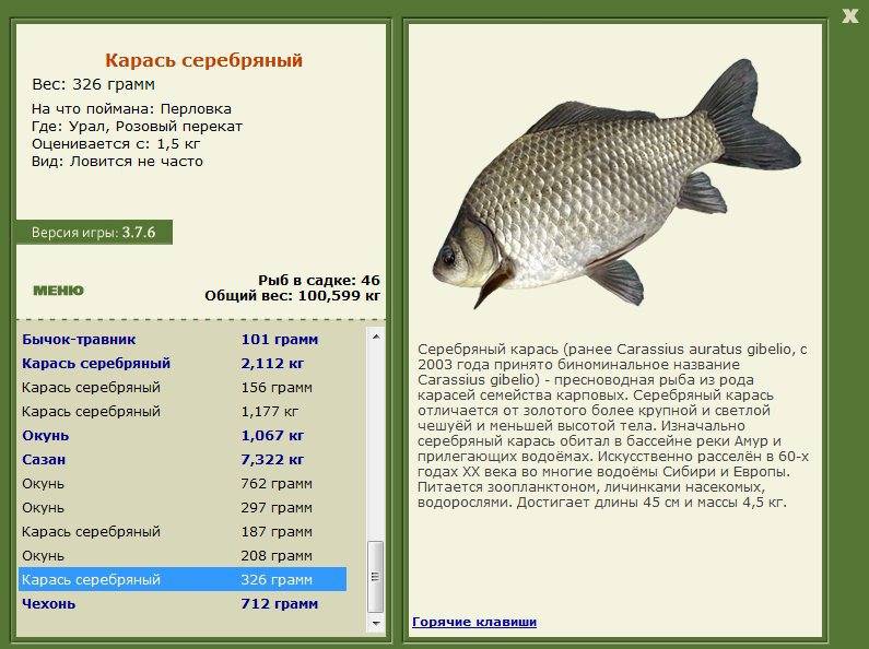 Бычок подкаменщик фото и описание – каталог рыб, смотреть онлайн