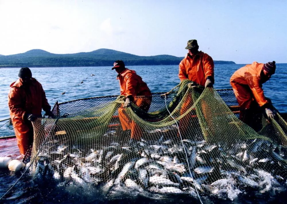 Рыбные ресурсы восточной сибири. Охотское море рыбный промысел. Рыбный промысел в тихом океане. Рыбный промысел на европейском севере. Рыбная промышленность Камчатка.
