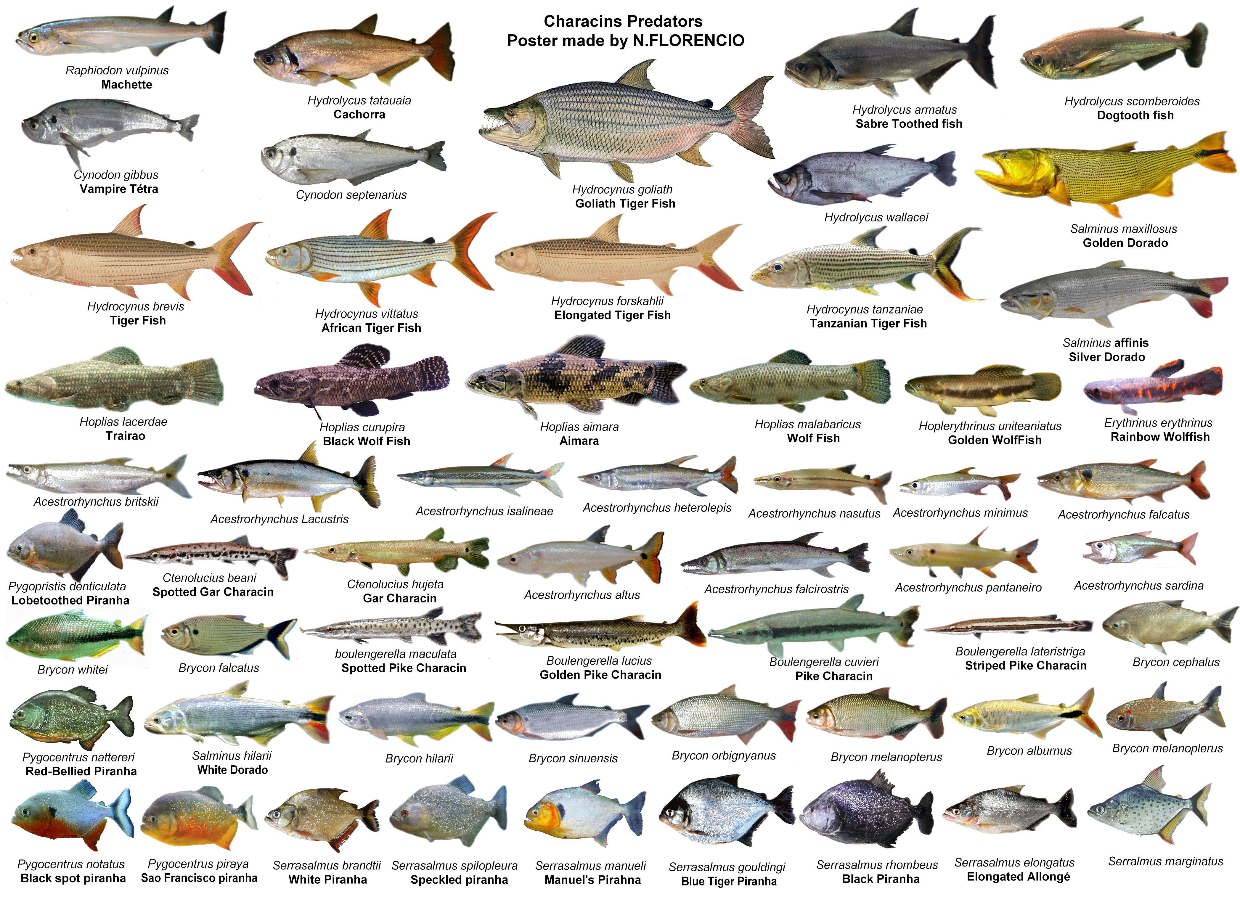 Аквариумные рыбки: самые популярные виды с фото и названиями
аквариумные рыбки: самые популярные виды с фото и названиями