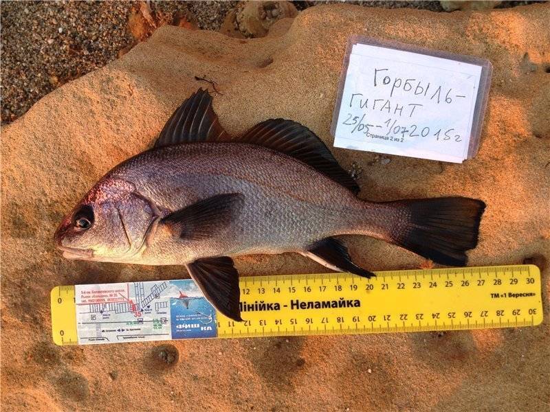 Рыба «Горбыль песчаный» фото и описание