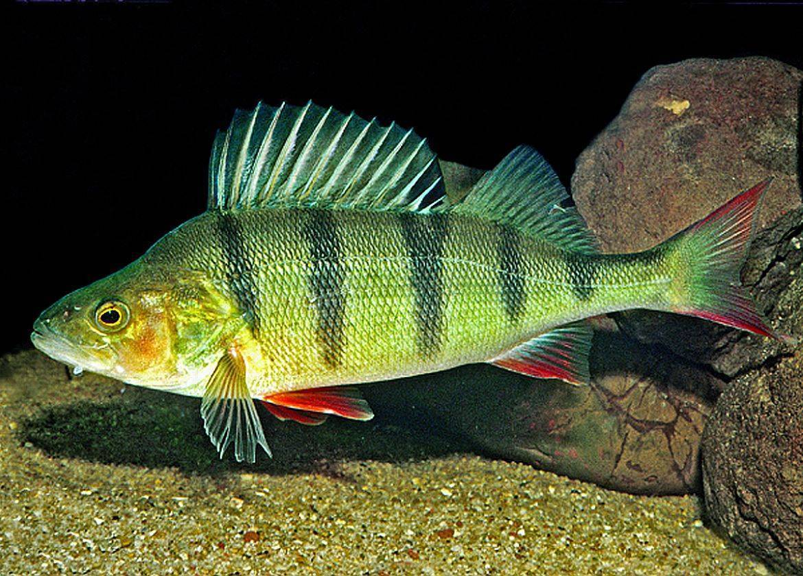 Рыба «Окунь солнечный зеленый» фото и описание