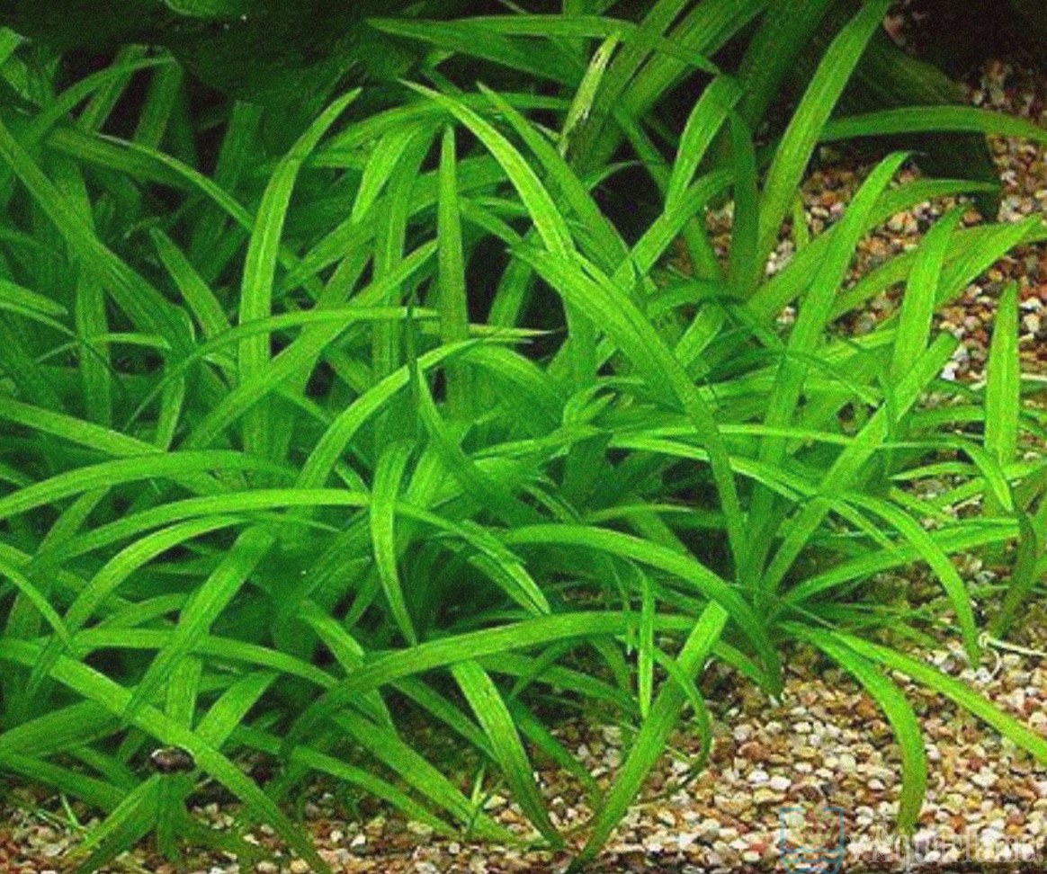 Сагиттария аквариумное растение