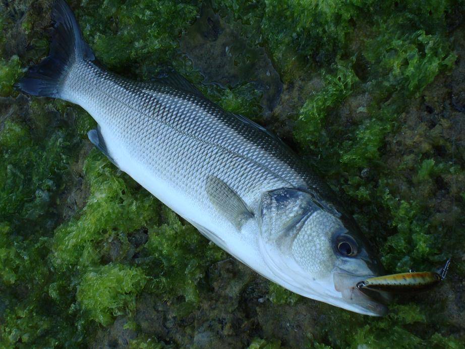Рыба сибас: описание с фото, где обитает, польза и вред