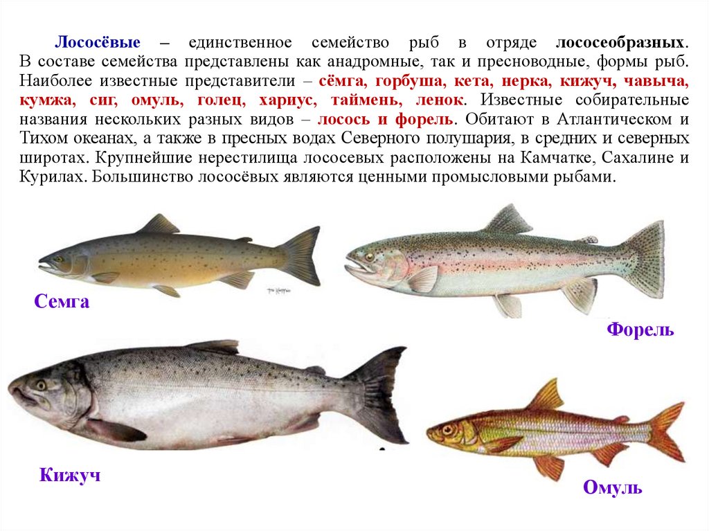 Красная рыба виды и названия. Семейство лососевых рыб список. Лососёвые (семейство). Красная рыба семейства лососевых. Лососевые рыбы названия.