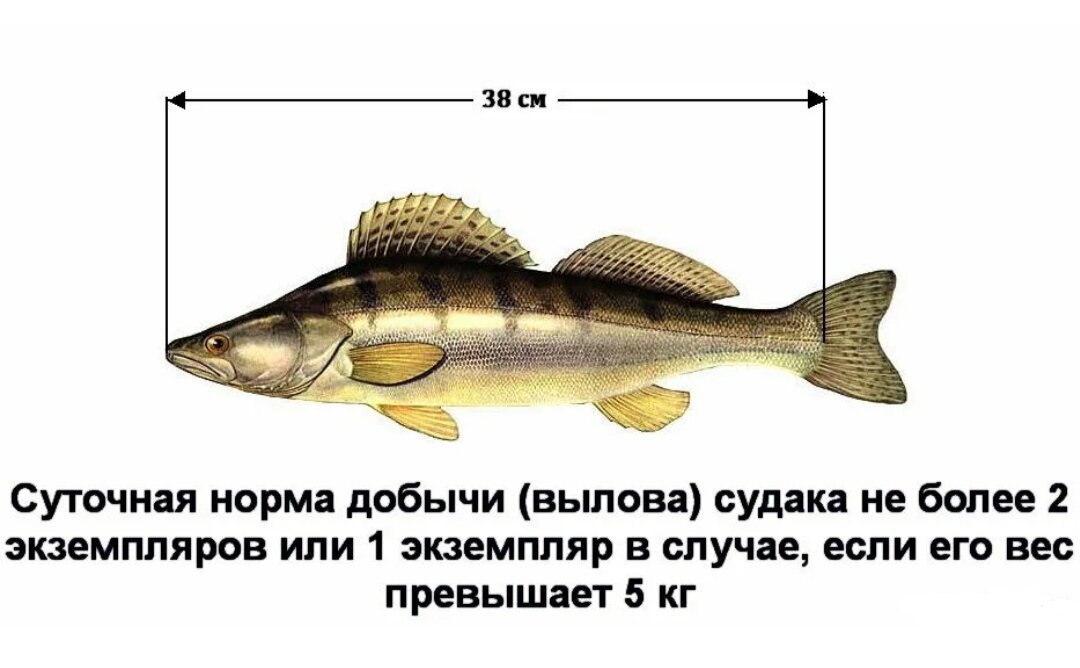 Запрет на щуку в волгоградской. Разрешенный размер судака. Допустимый размер выловленной рыбы. Норма длины рыбы для вылова в Астраханской. Размер судака разрешенный к вылову.