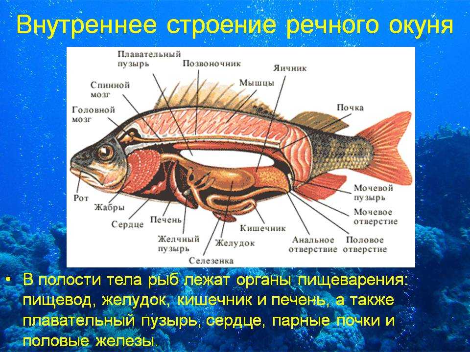 ???? особенности строения окуня и его внешний вид