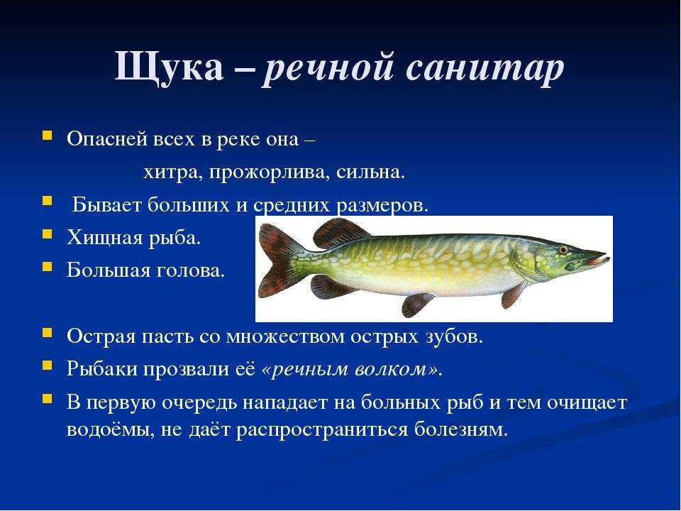 Рыба красноглазка: где водится, что это за вид, краткое описание, особенности ловли